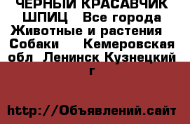 ЧЕРНЫЙ КРАСАВЧИК ШПИЦ - Все города Животные и растения » Собаки   . Кемеровская обл.,Ленинск-Кузнецкий г.